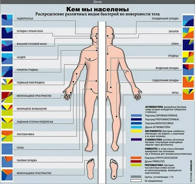 Бактерии, подготовка к ЕГЭ по биологии