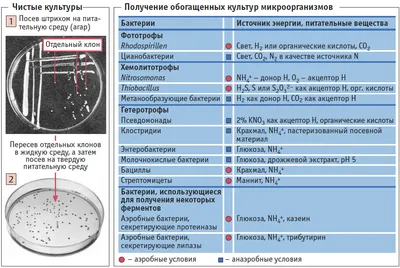 ➢ За какой период бактерии очистят выгребную яму?