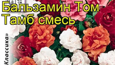 Бальзамин Том Тамб (семена,цветы) за 69 ₽ купить в интернет-магазине ПСБ  Маркет от Промсвязьбанка