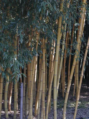 Phyllostachys aurea, Бамбук золотистый