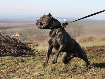 Американский бандог (American bandog): все о породе собаки, фото,  характеристики.