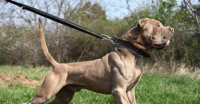 НТВ - 🐕 Правительство утвердило список потенциально опасных пород собак. В  него вошли 12 пород: акбаш, американский бандог, амбульдог, бразильский  бульдог, булли кутта, бульдог алапахский чистокровный (отто), бэндог,  волко-собачьи гибриды, волкособ ...