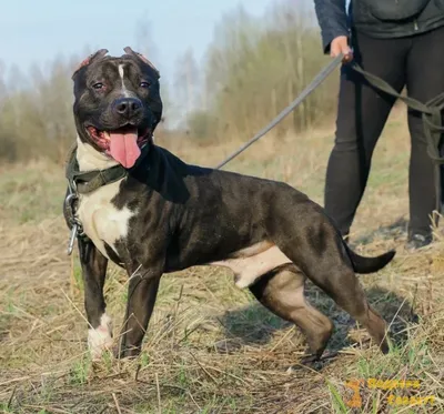 Американский бандог 🐶 — Особенности питания и ухода породы американский  бандогги мастиф на Pet Guide🐾