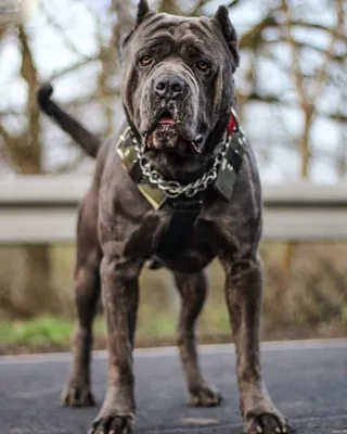 Американский бандог 🐶 — Особенности питания и ухода породы американский  бандогги мастиф на Pet Guide🐾