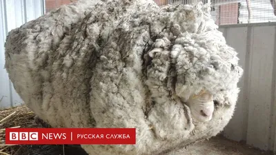 В Австралии умер Крис, самый шерстистый баран в мире - BBC News Русская  служба