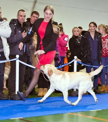 Соревнования «Кубок Барбадоса» провели в Южно-Сахалинске - Новости -  Главное управление МЧС России по Сахалинской области