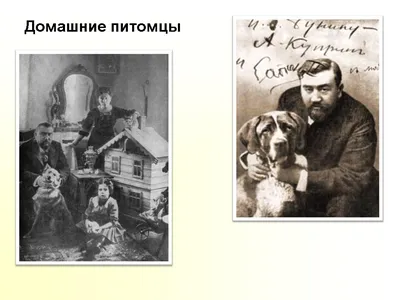 6 Определите, каких утверждений нет в тексте. 1. Жулька и Барбос отличались  внешне и по - Школьные Знания.com