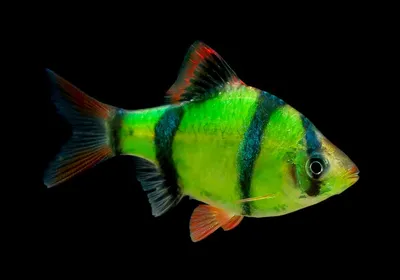 Купить Барбус суматранский Barbus tetrazona - Danio.com.ua