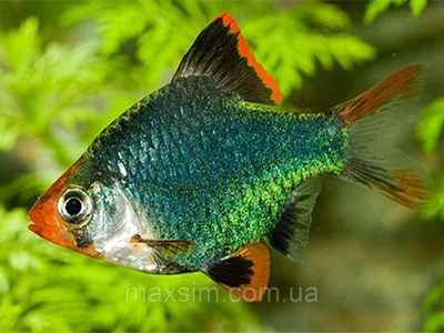 Вуалевый Вишневый барбус - Barbus titteya longtail - Рыбки - Nano Fish