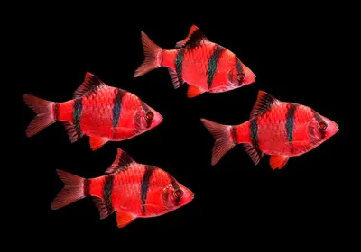 Барбус суматранский глофиш Glofish мутант 20 мм (ID#1321793705), цена: 6 ₴,  купить на Prom.ua