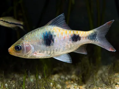 Барбус суматранский мутант (Barbus tetrazona) | Aquarium-Style