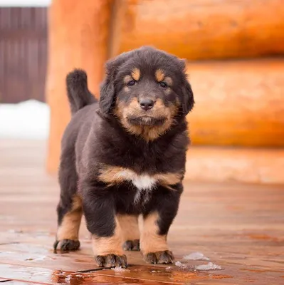 Бурят-монгольский волкодав (Buryat Mongolian Wolfhound) - это спокойная и  уравновешенная порода собак. Описание, фото и отзывы.