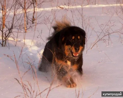 Пропала собака на Осеченской улице, Монгольская овчарка «банхар» | Pet911.ru