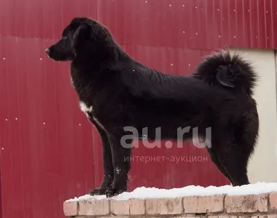 Монгольский банхар. Краснодарский край - ЯПлакалъ