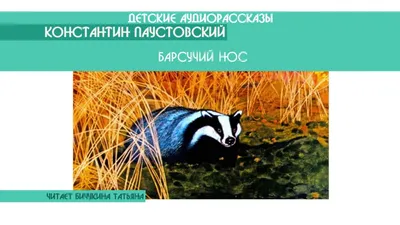 Барсучий нос Паустовский Константин Георгиевич, цена — 0 р., купить книгу в  интернет-магазине