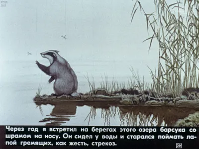 Читать \"Барсучий нос. С вопросами и ответами для почемучек\" - Паустовский  Константин - Страница 1 - ЛитМир Club