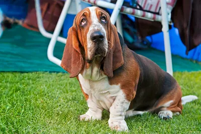 Бассет хаунд (Basset Hound) - собаки интересны, любознательны и прекрасно  относятся к детям.