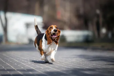 Бассет хаунд (Basset Hound) - собаки интересны, любознательны и прекрасно  относятся к детям.