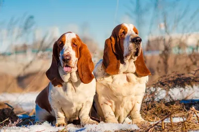 Комплекс с Гигиеной (Бассет-хаунд) в зоосалоне PARADOGs