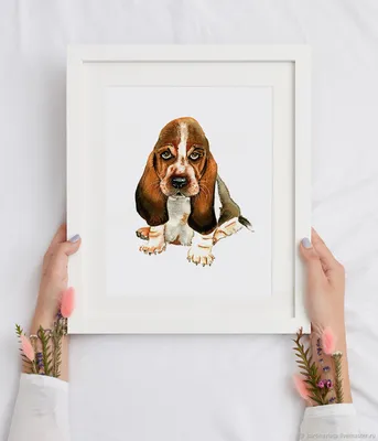 Basset Happy | Бассет-хаунд, Охотничьи собаки, Гончая собака