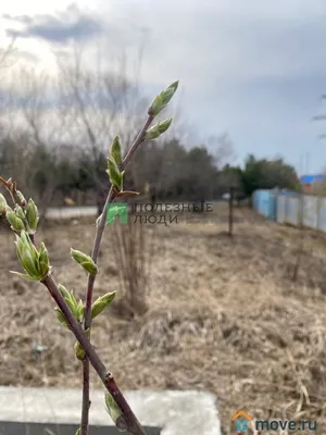 Район База Каф — Хабаровск