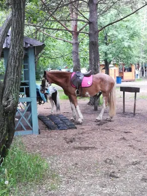 База отдыха «Дельфин» Владивосток Приморский край: цены на проживание,  отзывы туристов, адрес на карте и контакты - снять жилье на сайте Турбаза.ру