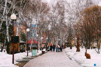 База отдыха в Омске, загородный отдых в сосновом бору на берегу Иртыша - База  отдыха Прииртышье