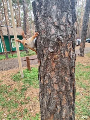 Новый год на базе отдыха Прииртышье в Чернолучье