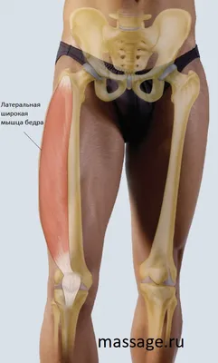 Латеральная широкая мышца бедра | Массаж.ру