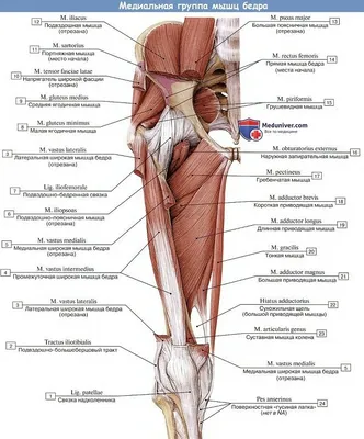 Анатомия мышц бедра | Анатомия, Биология, Судебная медицина