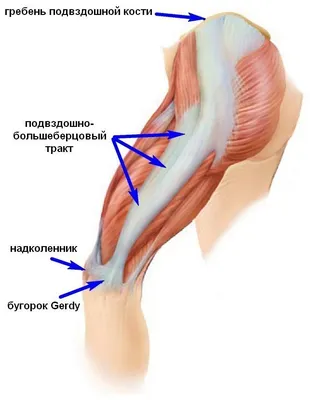 Двуглавая мышца бедра