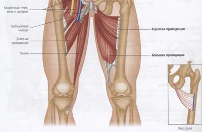 Щелкающее бедро — Травмаорто