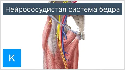 Перелом шейки бедра - Центр травматологии и ортопедии