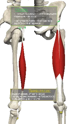 мышцы бедра. дидактическая схема анатомии мышечной системы человека  Иллюстрация вектора - иллюстрации насчитывающей батокс, имя: 250813104