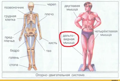 Бедро Человек Мышцы Анатомия — стоковые фотографии и другие картинки  Четырёхглавая мышца - Четырёхглавая мышца, Икроножная мышца, 2015 - iStock