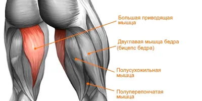 Бицепс бедра сидя или лежа: какое упражнение лучше? | DEXsport | Дзен