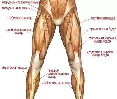 Приводящие мышцы бедра (аддукторы): мышцы морали и не только.