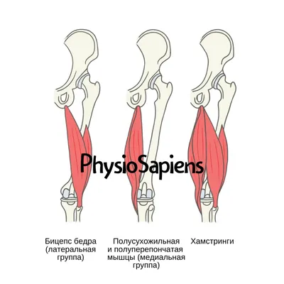 Область бедра - e-Anatomy - IMAIOS