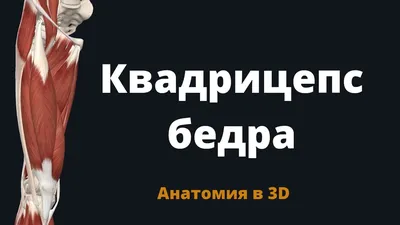 Анатомия человеческого тела. Бедро, ноги и руки Скелет с венами и артериями  . стоковое фото ©Pixelchaos 308709658