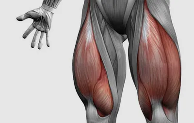 Четырёхглавая мышца бедра. Квадрицепс бедра. Musculus quadriceps femoris.  Анатомия в 3-D. - YouTube