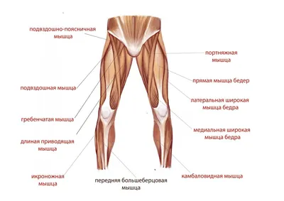 Вид сзади мышц бедра и ног на белом фоне — Суставы, Колени - Stock Photo |  #200635436