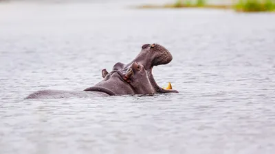 Бегемот стоковое фото. изображение насчитывающей вода - 30998508