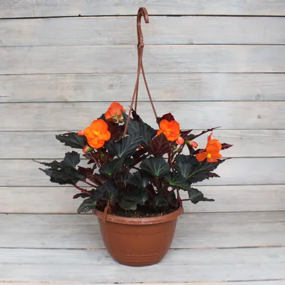 Бегония (Begonia) melanobulata