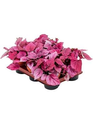 Бегония вечноцветущая Найтлайф Красная Begonia semperflorens Nightlife Red  - купить семена цветов с доставкой по Украине в магазине Добродар