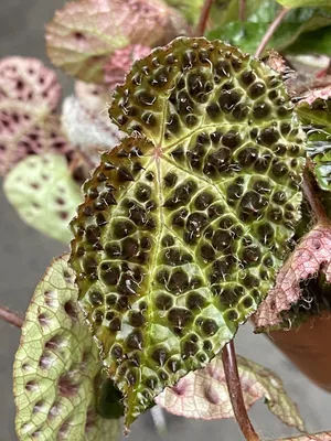 Бегония воротничковая (Begonia manicata)