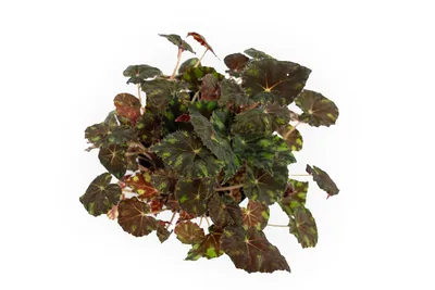 Бегония вечноцветущая Бада Бум Розовая Begonia semperflorens Bada Boom Pink  - купить семена цветов с доставкой по Украине в магазине Добродар