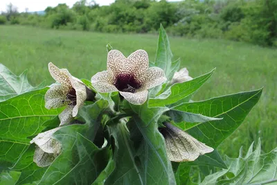 Белена черная (Hyoscyamus niger L.)