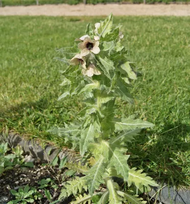 Hyoscyamus niger L., Белена чёрная (World flora) - Pl@ntNet identify