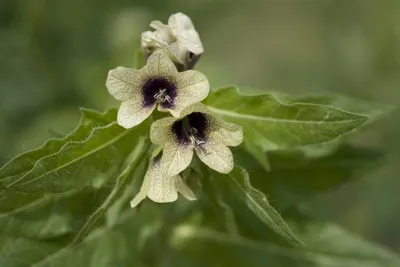 Белена белая, Hyoscyamus albus, the white henbane, שכרון זהוב | Plants,  Garden, Green