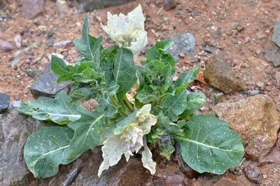 Белена черная для купания, сбор успокаивающий, 50 гр. ХОРСТ 13020645 купить  в интернет-магазине Wildberries